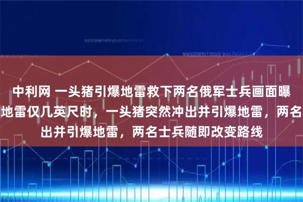 中利网 一头猪引爆地雷救下两名俄军士兵画面曝光：两名俄军距离地雷仅几英尺时，一头猪突然冲出并引爆地雷，两名士兵随即改变路线